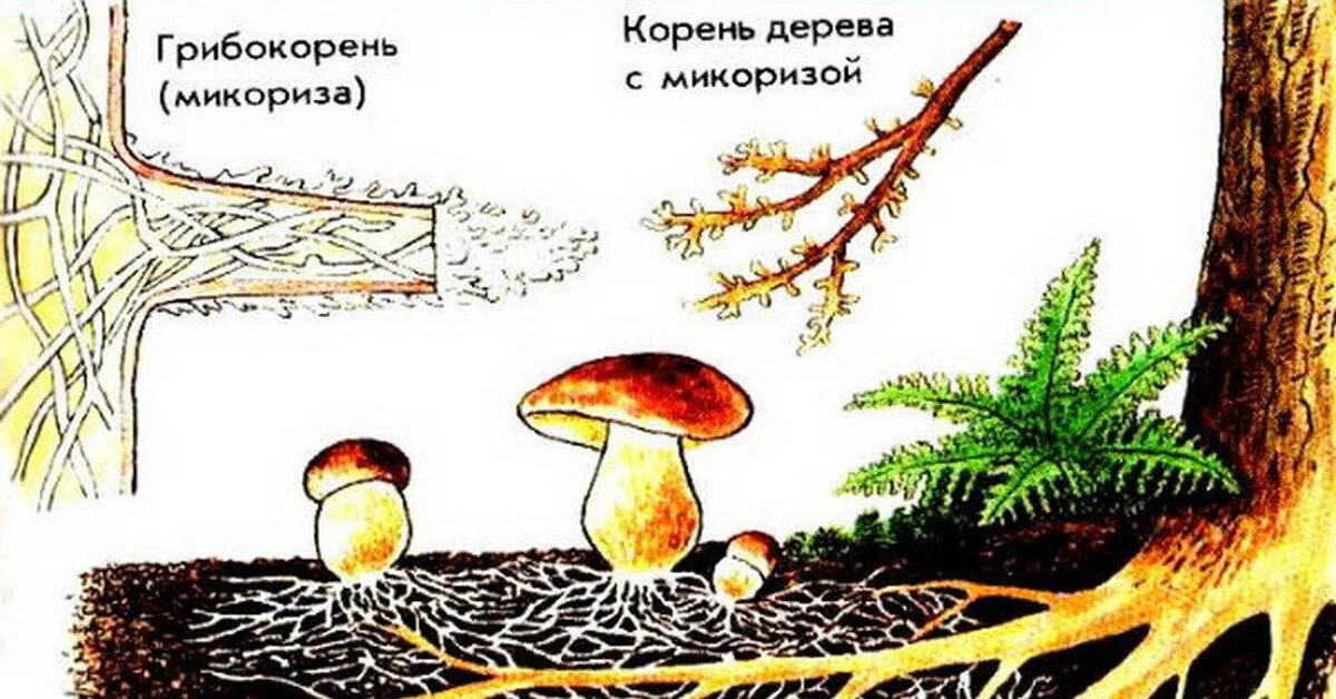 Микориза березы и подберезовика