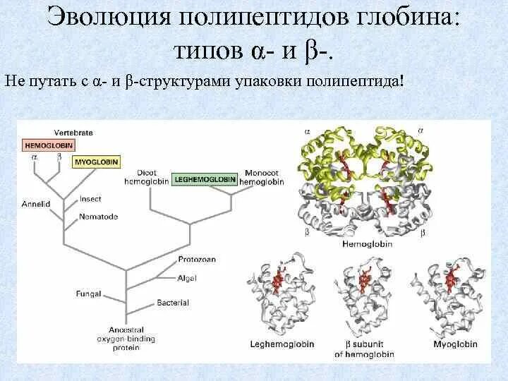 Функции полипептидов. Функции полипептидов
