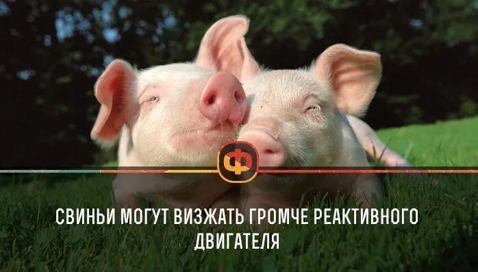 Хряк громко визжит. Хряк громко визжит