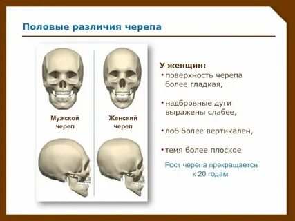 Черепные виды