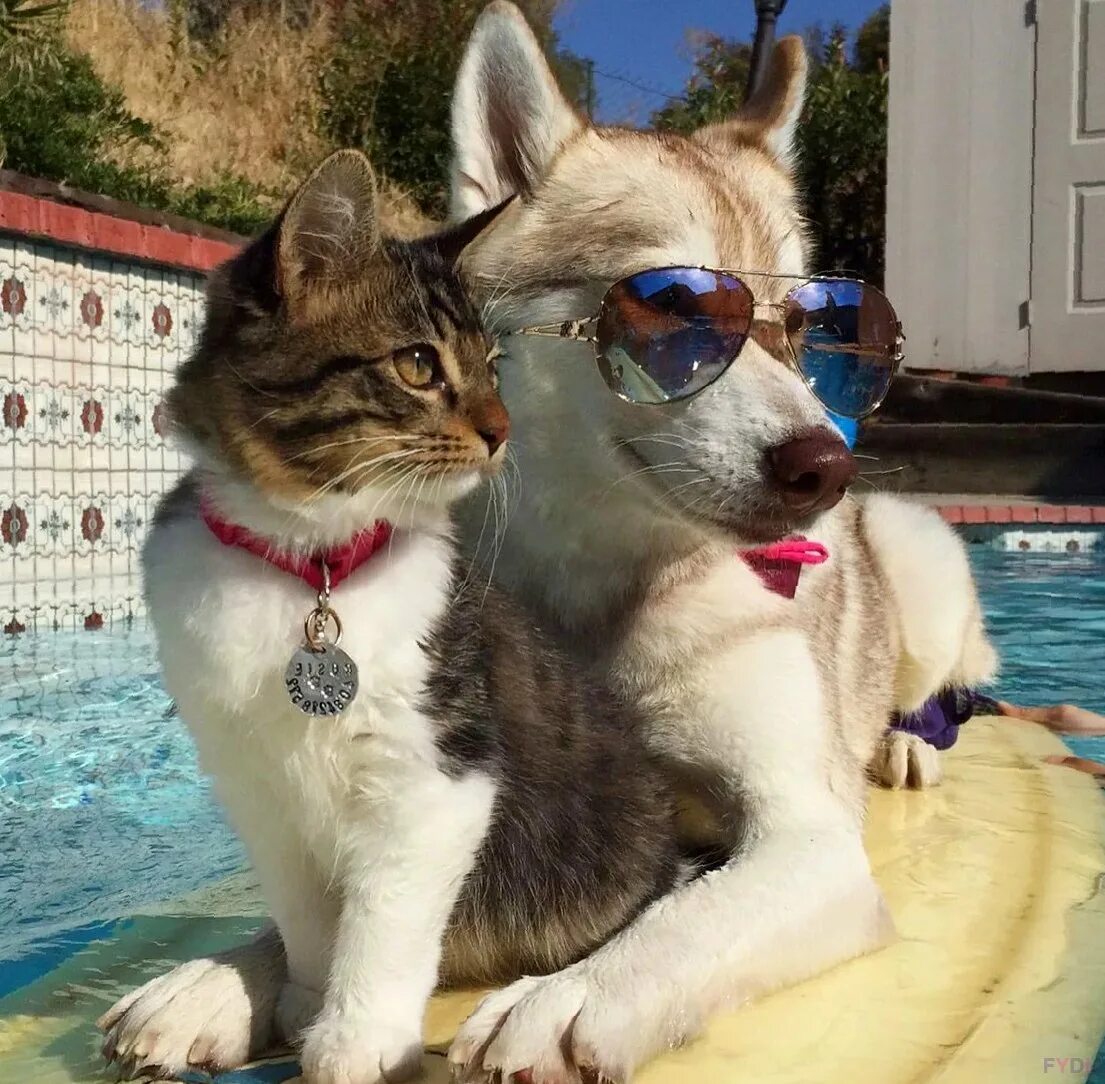 Хаски и кот