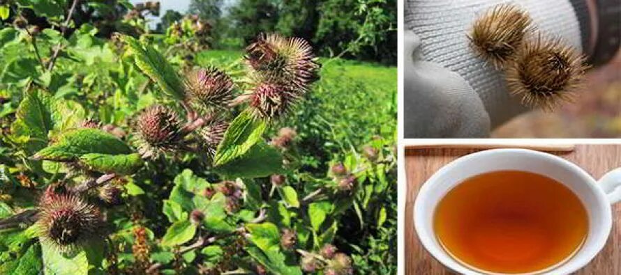 Лопух матка. Dandelion and Burdock. Burdock Wild Harvest. Berkshire Dandelion & Burdock фото. Berkshire Dandelion & Burdock фото бутылки.