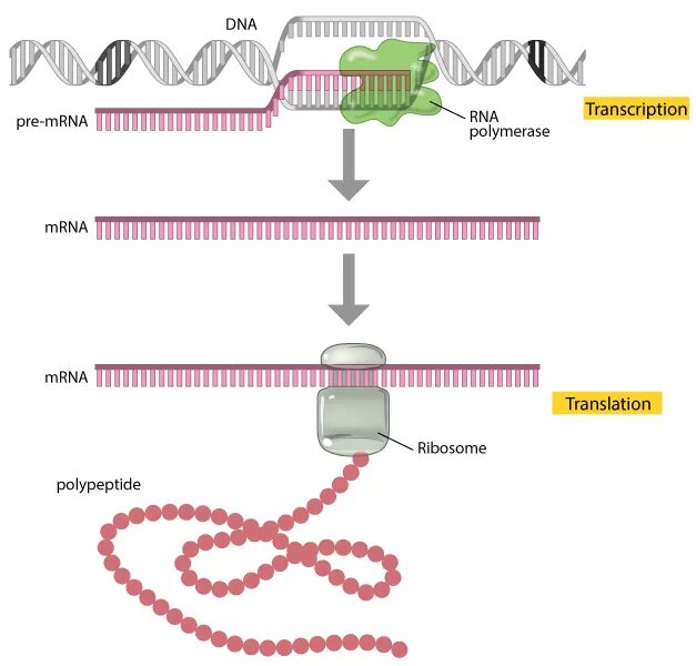 DNA Transcription. Транскрипция ДНК. DNA RNA Protein. Translation DNA RNA.