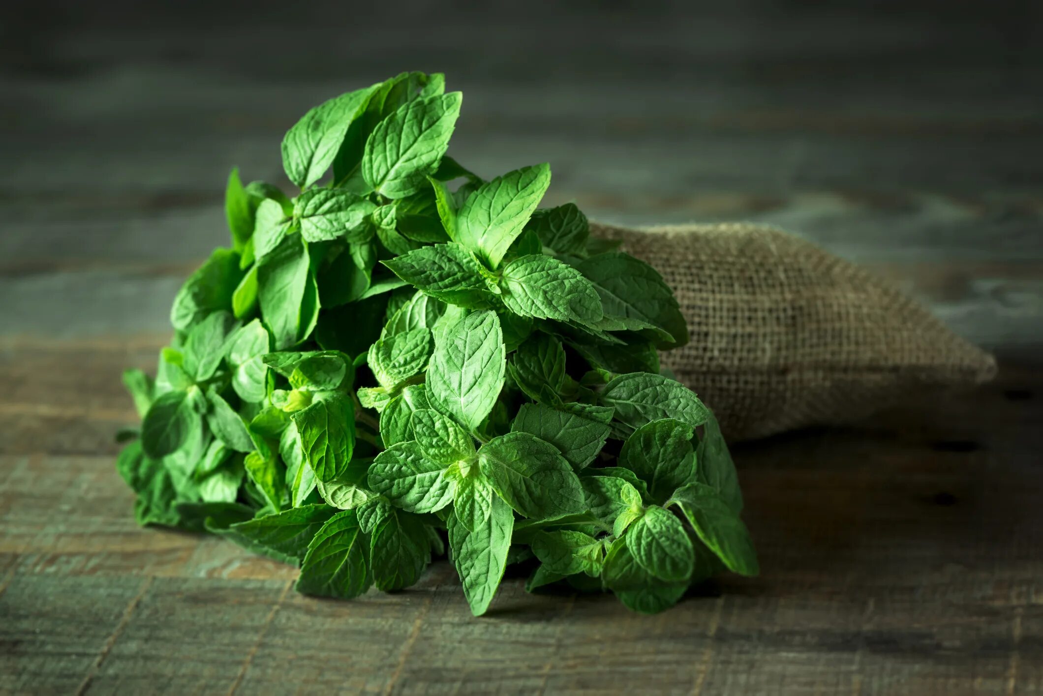 Мята перечная растение. Τalia mint. Зелень мята. Мята строуберри минт. Τalia mint.