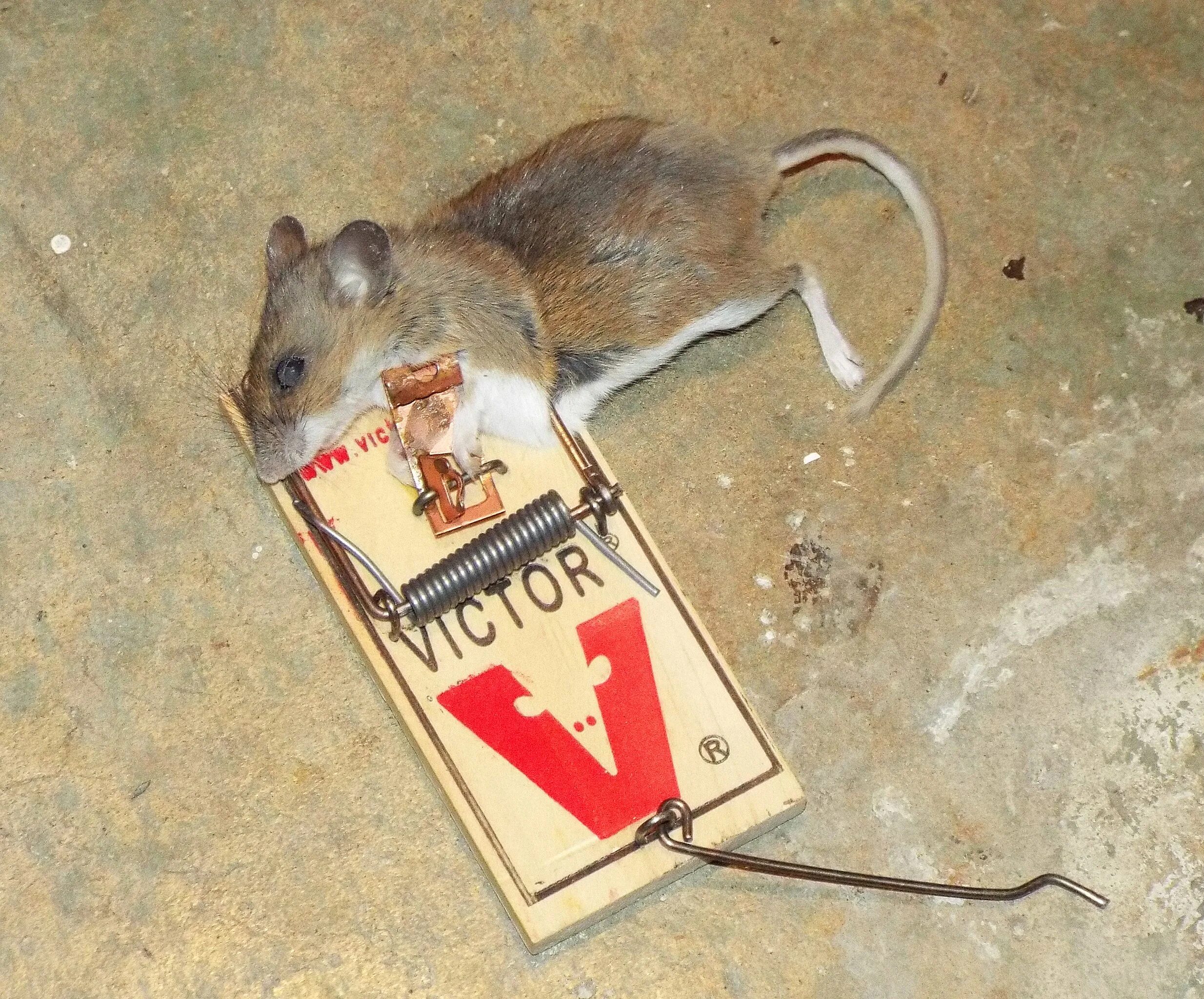Mouse get pos. Мышь трап. mouse rooting mouse in trap. mouse mouse аморгос. dead mouse.