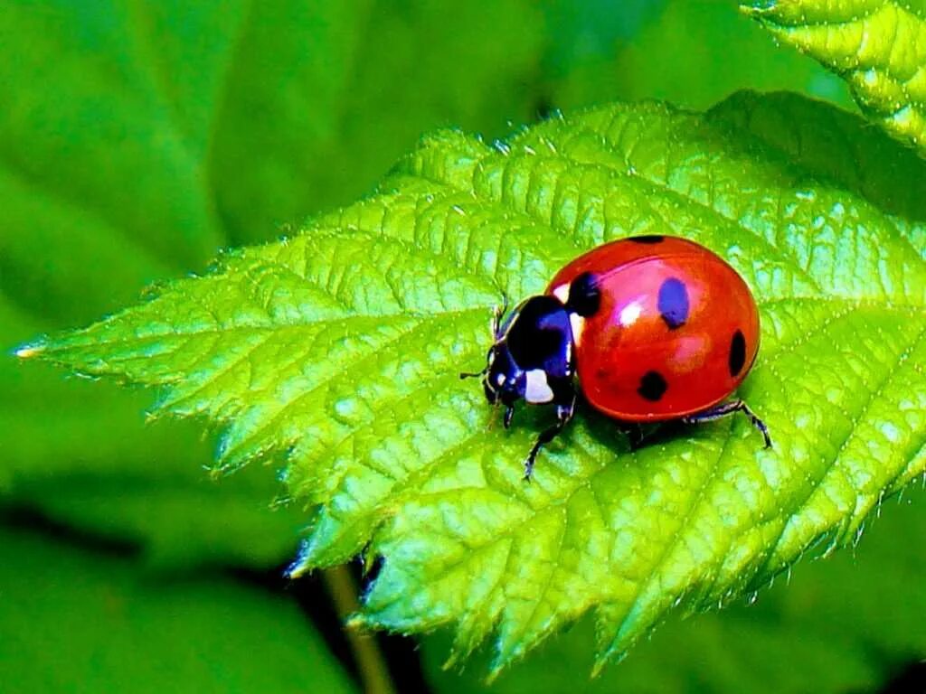 Сайт коровки. Божьи коровки (Coccinellidae). Жук Божья коровка. Семиточечная Божья коровка. Обои коровка.