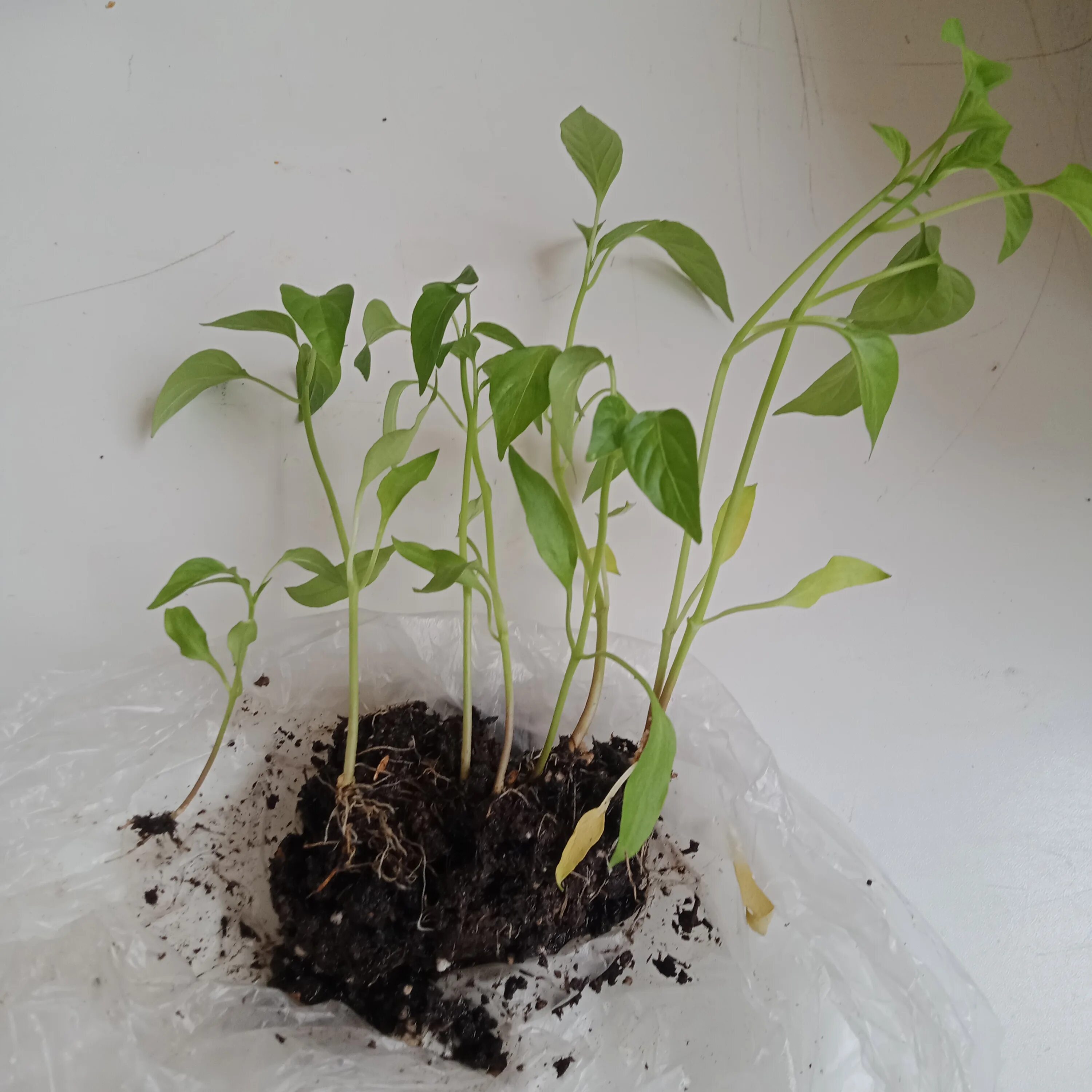 Рассада острого. Рассада острого. Посадка переросшей рассады перца. Рассада острого перца. Рассада острых перцев.