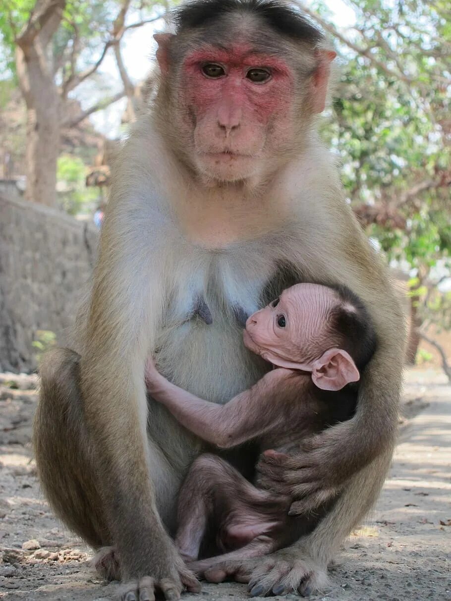 Макака резус. Мартышка резус. Макака резус. Макака резус. Обезьяна макака резус.