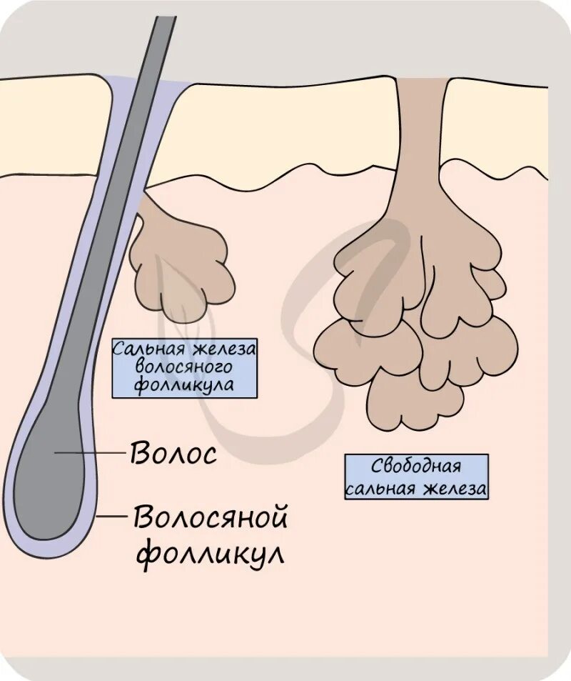 Где расположены потовые железы и корни волос. Волосяной фолликул и сальная железа. Сальные железы кожи анатомия. Строение сальных и потовых желез.