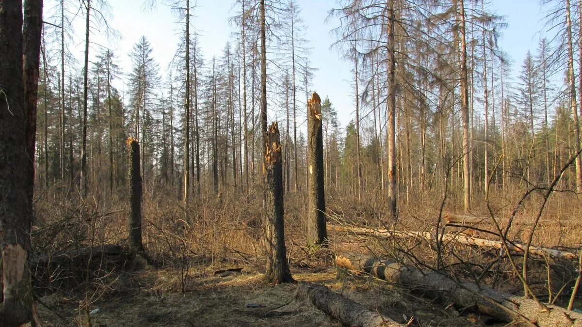 Лес гибнет. Еловый лес пораженный короедом типографом. Ельники пораженные короедом-типографом. Усыхание деревьев. Усыхание лесов.