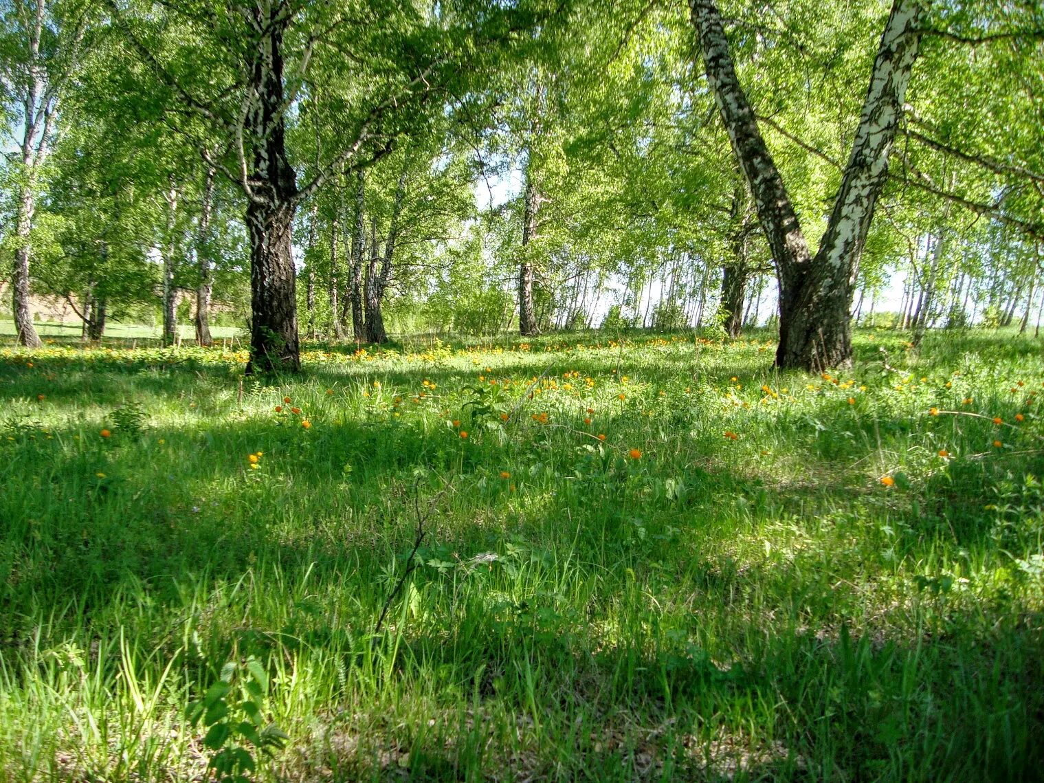 Разнообразие природы лесов. Лес Кемеровской области. Природа Кемеровской области. Леса Кемеровской области. Кемеровская область лес летом.