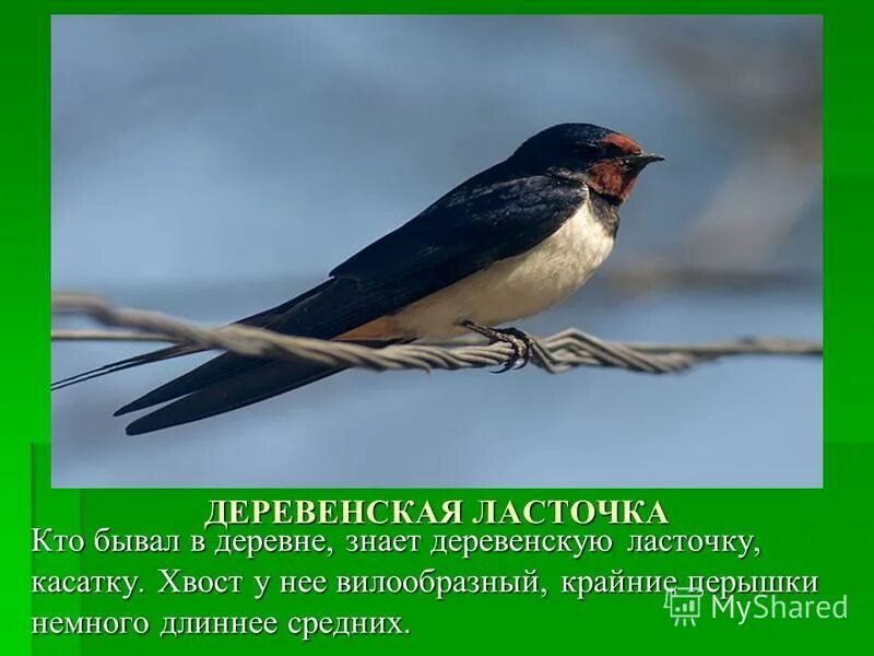 Изящную птицу ласточку называют символом весны. Деревенская Ласточка. Деревенская Ласточка Ласточка.. Деревенская Ласточка описание. Презентация по теме деревенская Ласточка.