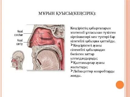 Лас Джек секс ставкасы