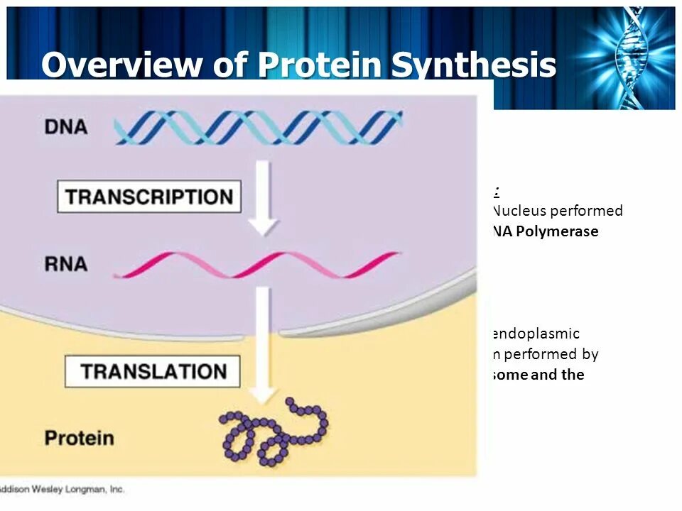 Translation Protein. РНК протеинов. Translation Biology. DNA translation. Dna перевод