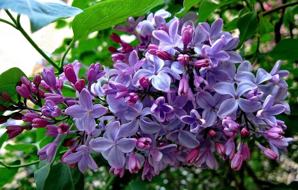 Сирень особенности. Сирень Звегинцева (Syringa sweginzowii). Syringa vulgaris Amethyst.