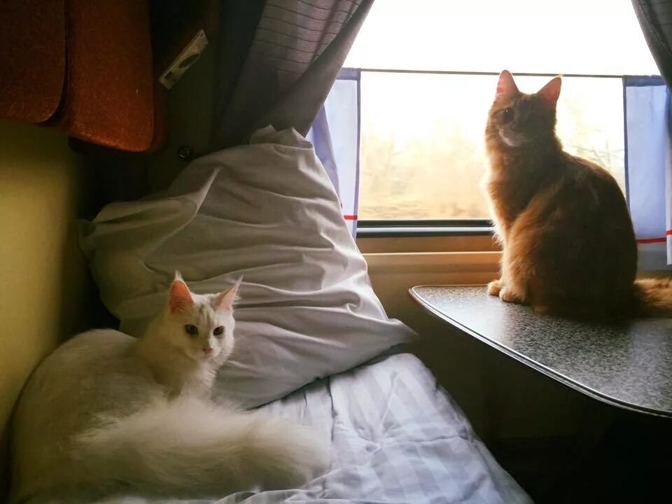 Кот железная дорога. Кот в поезде. Кот в электричке. Открытка кот в поезде. Котик едет в поезде.