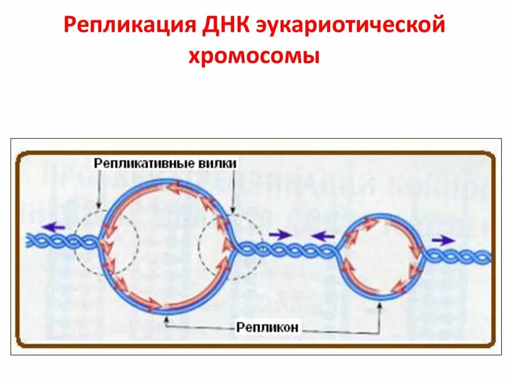 Эукариотическая клетка молекула днк. Монорепликонная репликация. Репликон репликация. Репликация ДНК. Схема репликации ДНК.