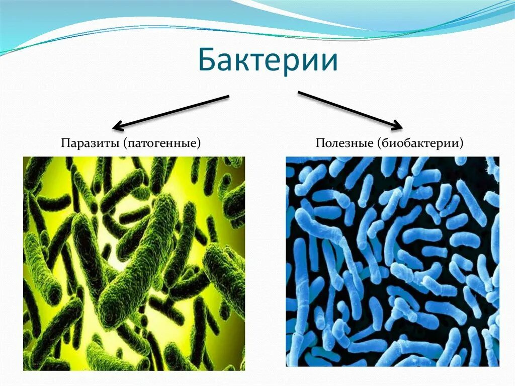 Три болезнетворные бактерии. Болезнетворные бактерии патогенные. Автогенные микроорганизмы. Микроорганизмы паразиты.