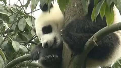 Pandas get