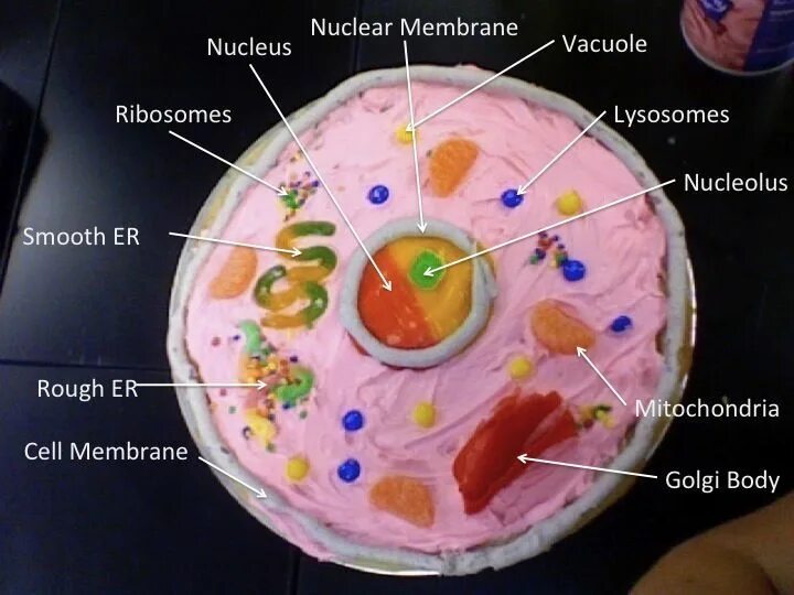 Cell project