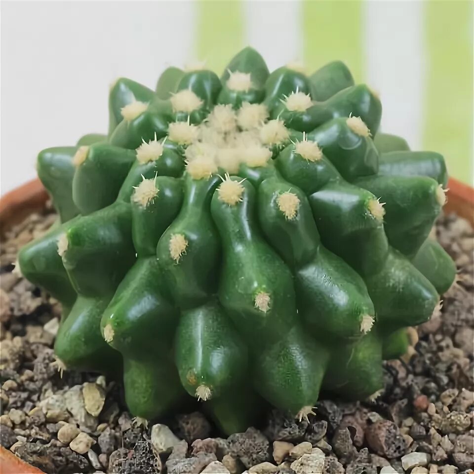 Пунция. Astrophytum myriostigma var. Columnare. Опунция субулата фото.