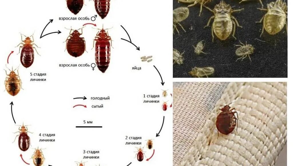 Клопы квартирные личинки. Клоп cimex adjunctus:. Самка постельного клопа. Постельный клоп личинка. Клоп.