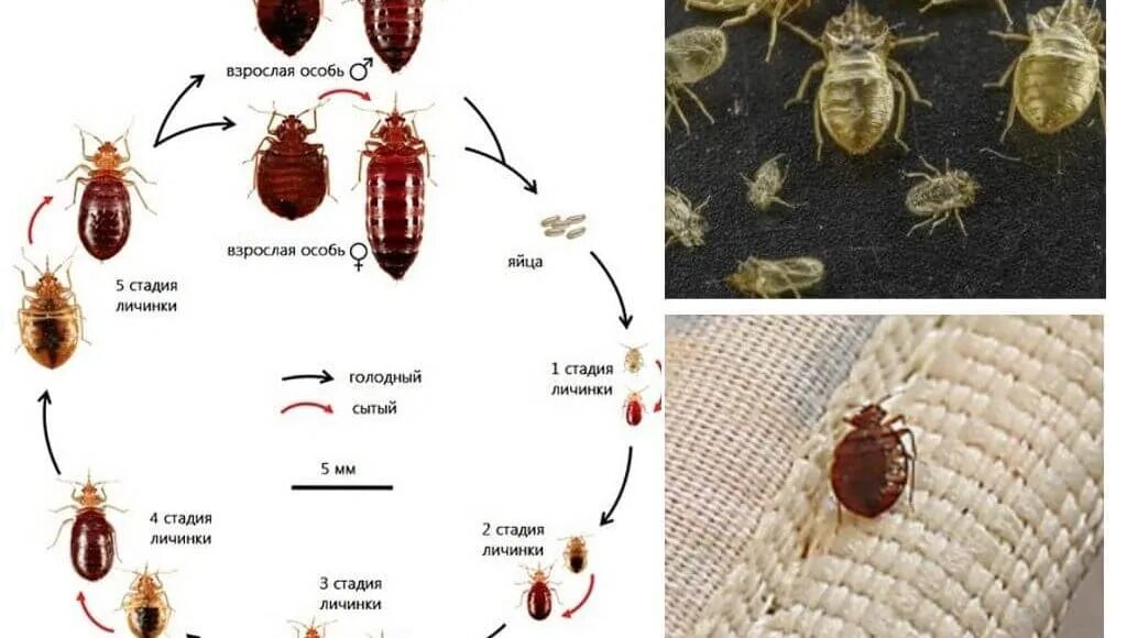 Травить клопов. Жизненный цикл клопов. Клоп постельный жизненный цикл в днях.