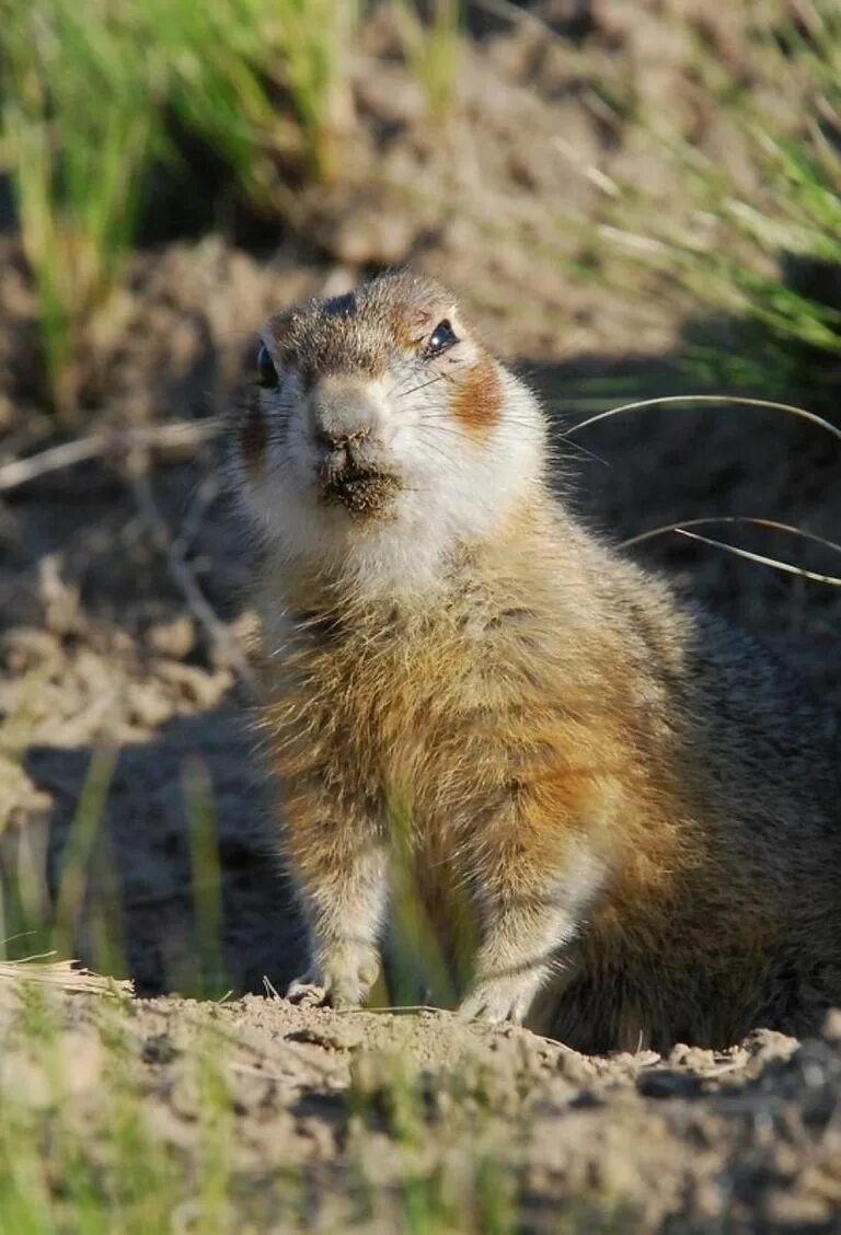 Лемминг суслик. Крапчатый суслик. Суслик Степной. Европейский суслик (Spermophilus citellus). Воронежский заповедник крапчатый суслик.