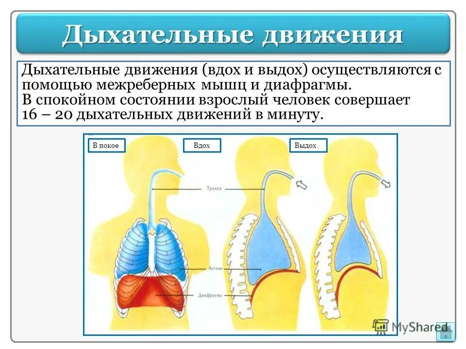 Дыхательные движения. Дыхательные движения вдох. Схема вдоха и выдоха. Процесс вдоха.