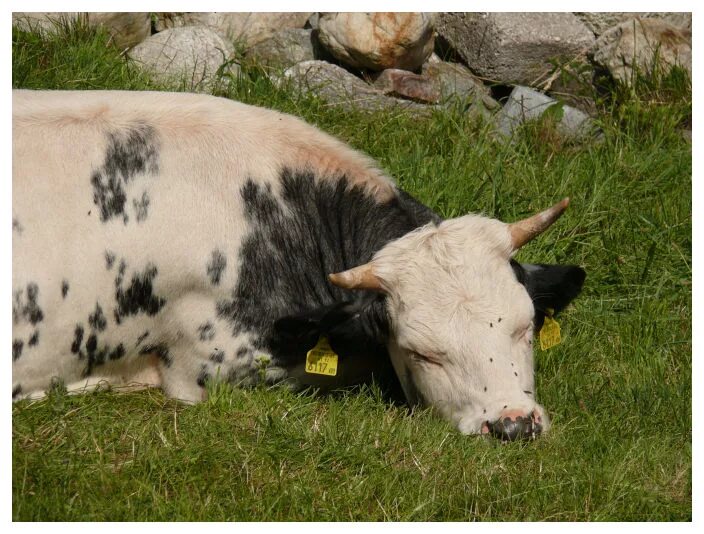 Сон коровка. Спящие коровы.