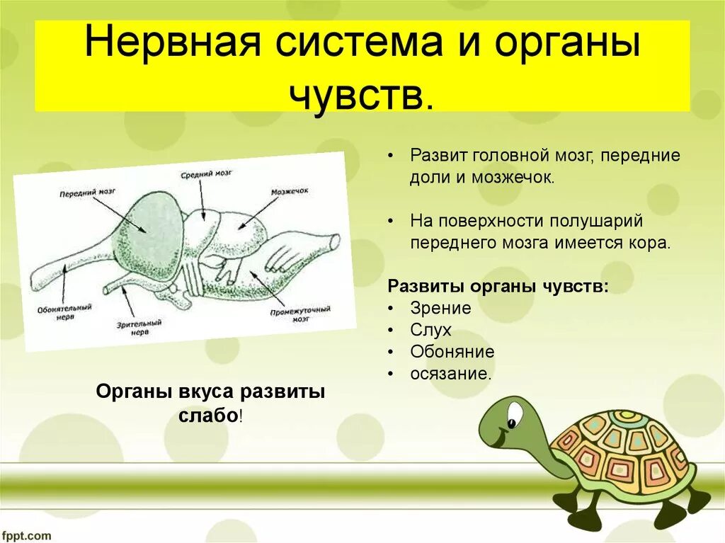 Нервная система черепахи схема. Нервная система черепах. Внутреннее строение черепахи. Органы нервной системы рептилий. Черепахи особенности строения и представители