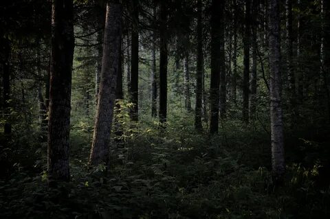 Хвойный лес ночью
