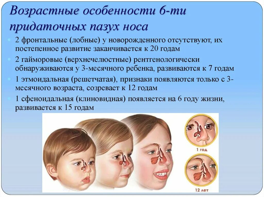 Какой нос будет у ребенка. Околоносовые придаточные пазухи. Формирование пазух у детей. Формирование околоносовых пазух у детей. Формирование придаточных пазух носа у детей.