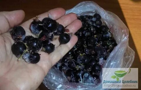 Можно ли заморозить черную