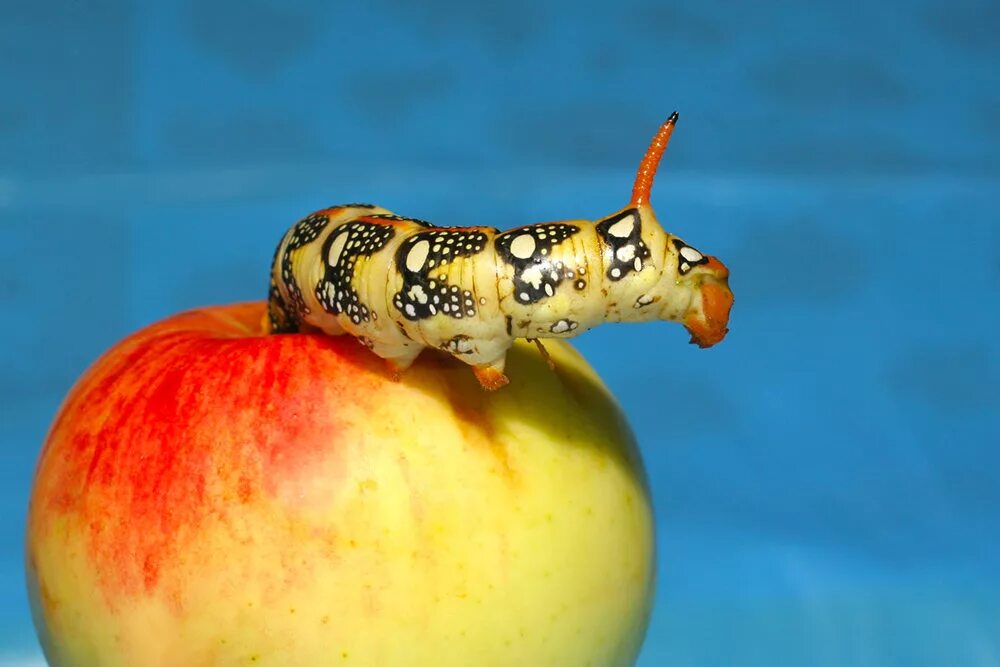 гусеница яблоневая плодожорка. яблочный червяк. яблонная плодожорка. яблочный червяк. яблонная плодожорка гусеница.