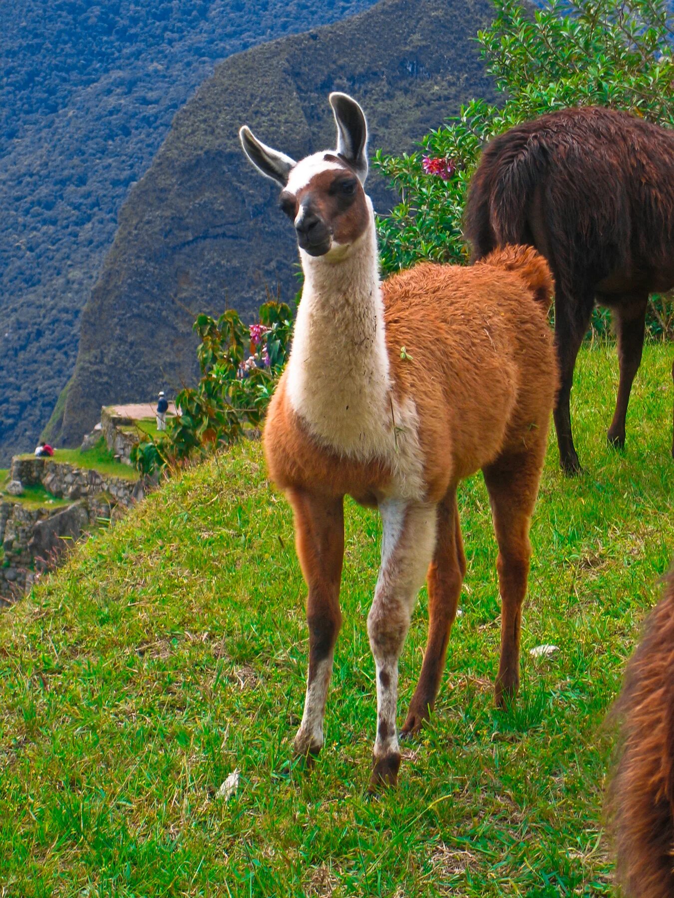 Animal latin. Лама гуанако. Гуанако в Южной Америке. Альпака Аргентина. Альпака Южная Америка.