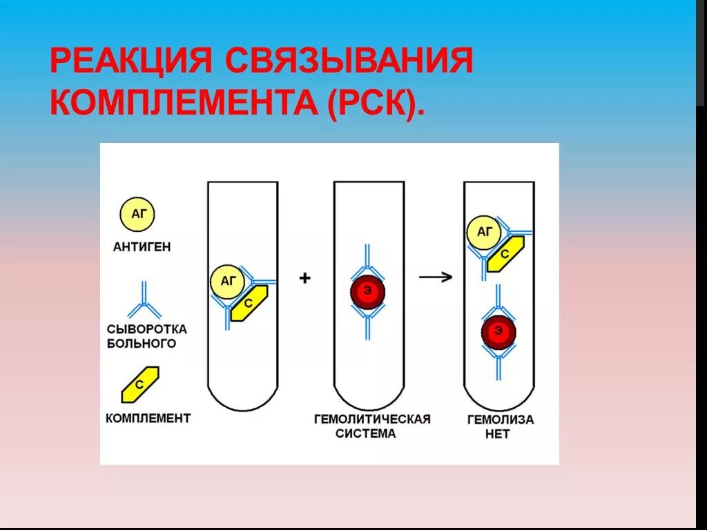 Комплемента рск. Реакция связывания комплемента схема. Схема постановки реакции связывания комплемента РСК. Реакция связывания комплемента РСК микробиология. Реакция связывания комплемента микробиология схема.