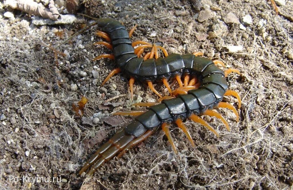 Амазонская сколопендра. Со сколопендрой. Со сколопендрой. Паук сколопендра. Сколопендра крымская сороконожка.