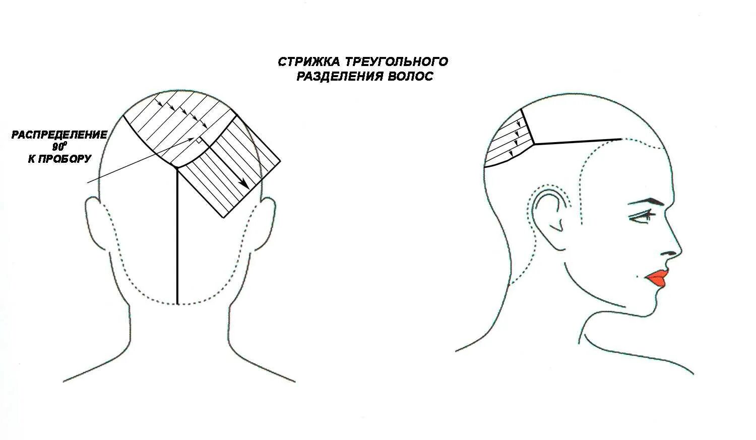 Зона затылка. Схемы стрижек. Схемы женских стрижек. Схема стрижки Пикси. Деление волос на зоны схема.