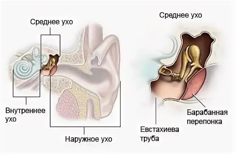 Перечислить структуры среднего уха. Тимпанопластика барабанной перепонки уха. среднее ухо. строение среднего уха. строение уха у ребенка 5 лет.