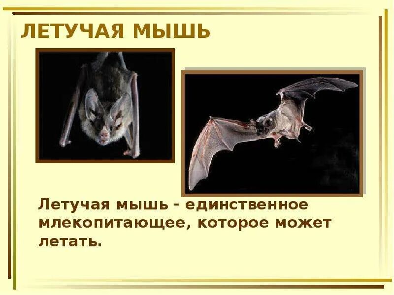 Рукокрылые млекопитающие примеры. Интересные факты о летучих мышах. Удивительные факты про летучую мышь. Сообщение о летучей мыши. Летучая мышь для презентации.