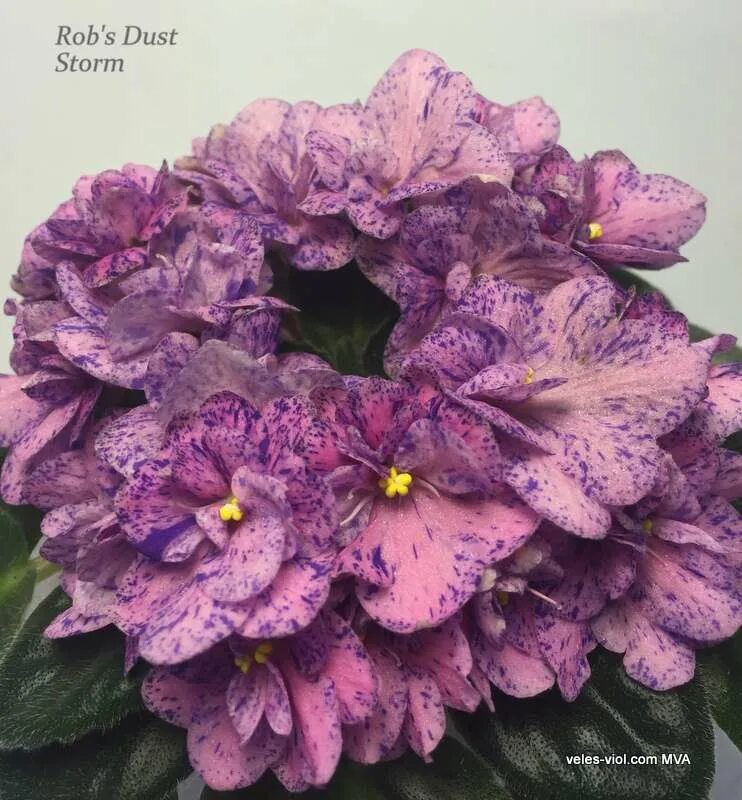 Энигма страсть. Рамиля бахтиярова. Мужчина и женщина страсть ь. Страстная любовь. Страстная ночь.