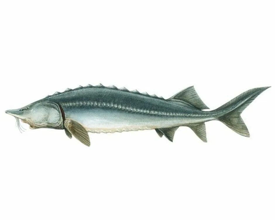Шекснинская стерлядь золотая. Севрюга (acipenser stellatus). Осетр дети. Стерлядь рисунок. Севрюга и осетрина.