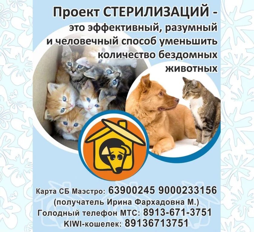 Помощь бездомным животным муром