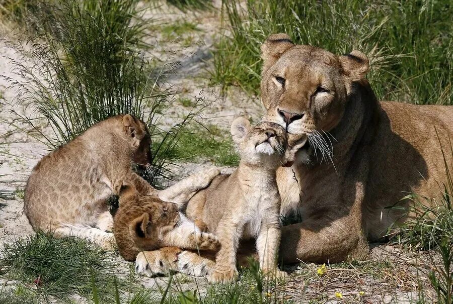 Львиная семья. Потомство животных. Львица и Львенок. Животные заботятся. Воспитана львом