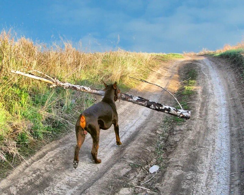 Джим уоррен (jim warren) (р. Уходящая собака. Мост радуги. Собаки уходящие. Собака бежит по радуге.