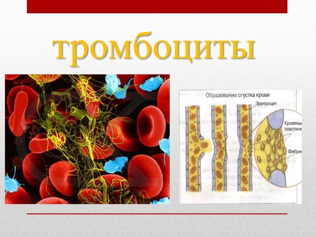 Кровотечения 8 класс биология. Тромбоциты. Тромбоциты в крови. Тромбоциты рисунок. Тромбоциты изображение биология.