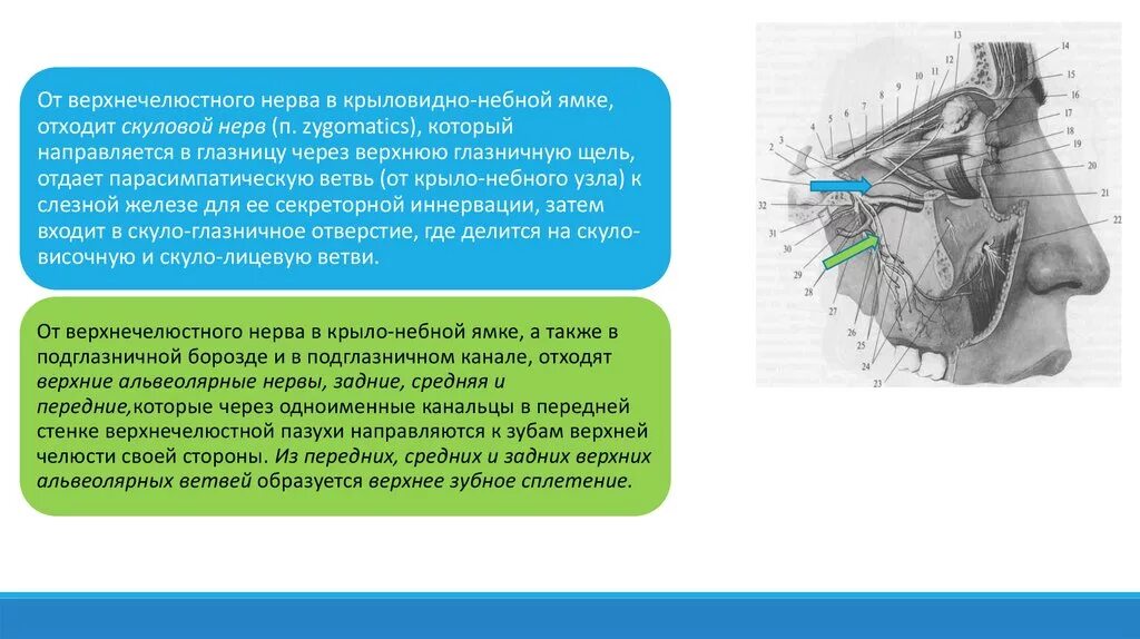 Невропатия лицевого нерва мкб. Топография тройничного нерва. Верхнечелюстная ветвь тройничного нерва. Верхнечелюстной нерв. Ветви верхнечелюстного нерва.