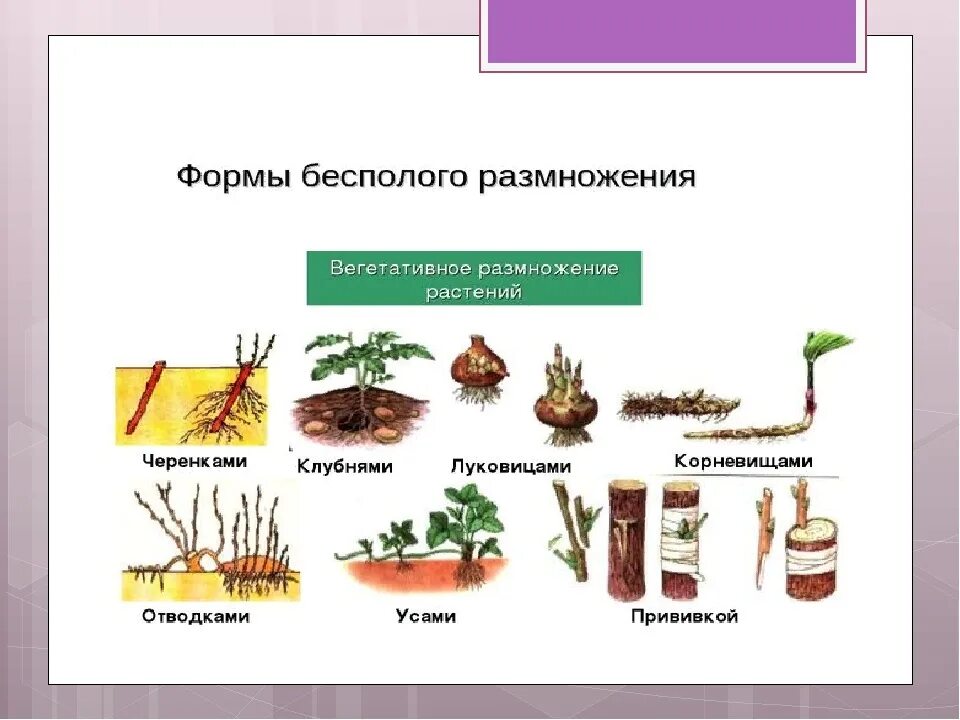 Бесполый способ размножения растений примеры. Способы вегетативного размножения растений 6 класс биология. вегетативное размножение растений 6 класс биология. вегетативное размножение цветковых растений рисунок. способы бесполого размножения растений 6 класс биология.