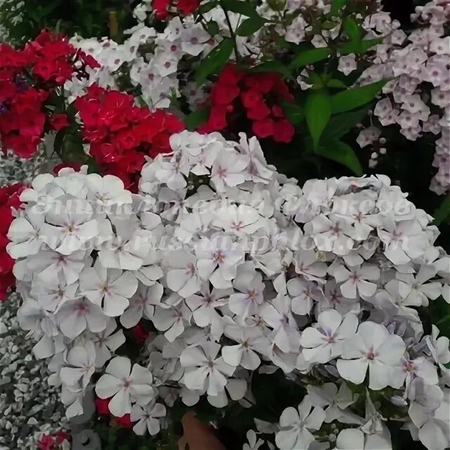 Флокс вологодские кружева. Растения похожие на флоксы. Флокс метельчатый ‘вологодское кружево’. Флокс вологодское кружево. Флокс голубой карлик.